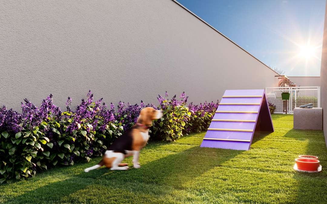 Mundo Apto Piqueri - NR - 63743 - Pet place